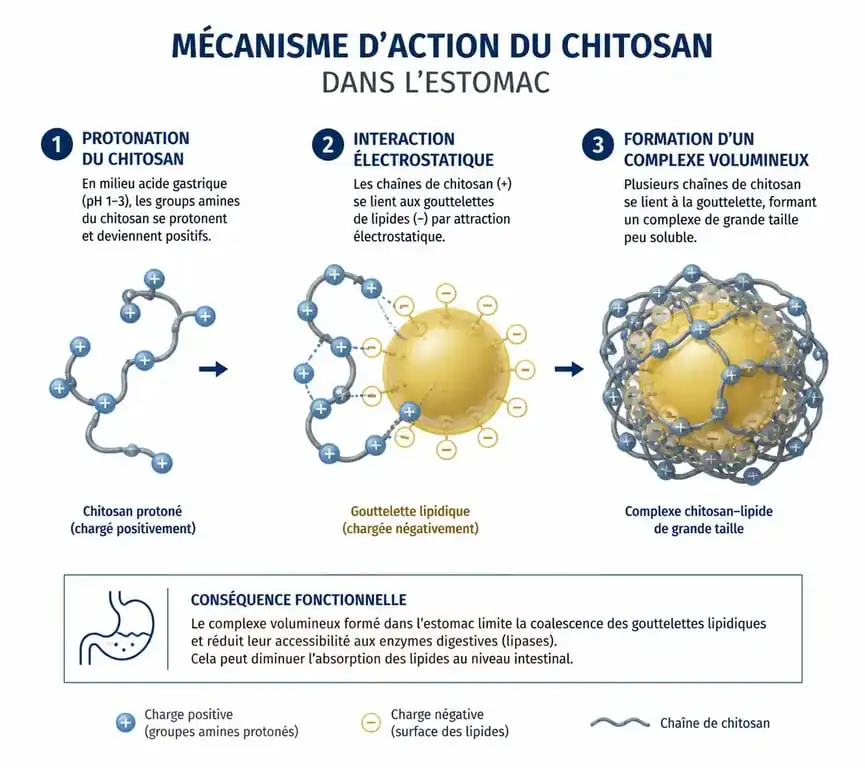 Schéma explicatif du mécanisme d'action du chitosan comme capteur de graisses